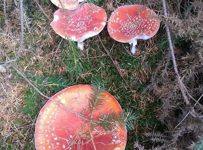 Dom wakacyjny Tranquil Sea View In